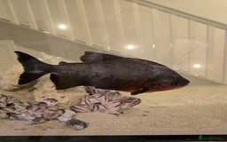 Other/Mixed Breed fish for sale: Free large red-bellied pacu  - Image 1