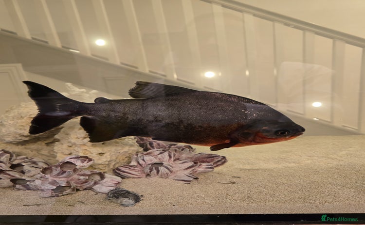 Other/Mixed Breed fish - Advert 1