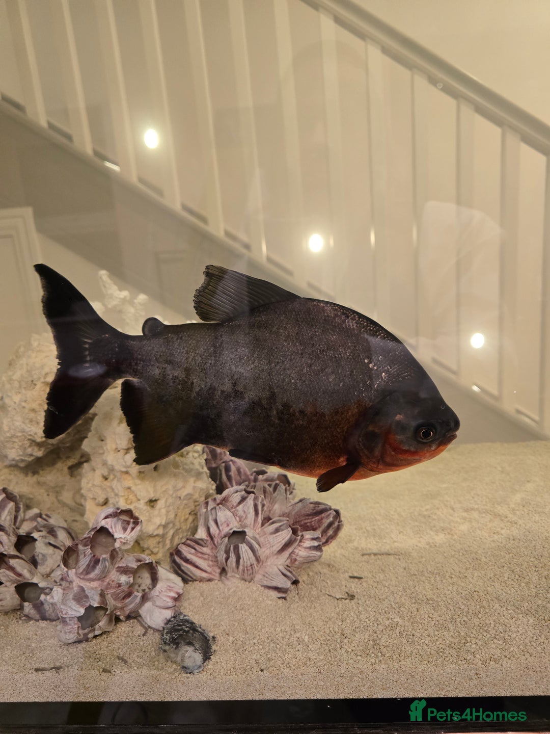 Other/Mixed Breed fish for sale: Free large red-bellied pacu  - Image 1