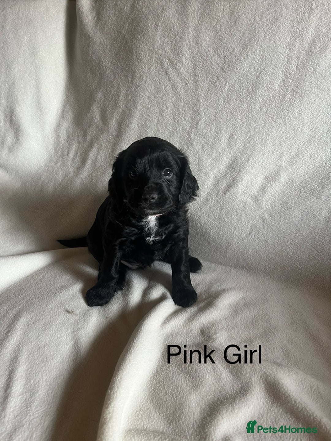 Cockapoo dogs for sale: *READY NOW* F1b Cockapoo Puppies  in Stockton-on-Tees - Image 7