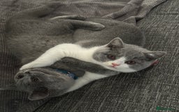 British Shorthair cats for stud: Sully the gentle Stud 🐾💙 - Image 2