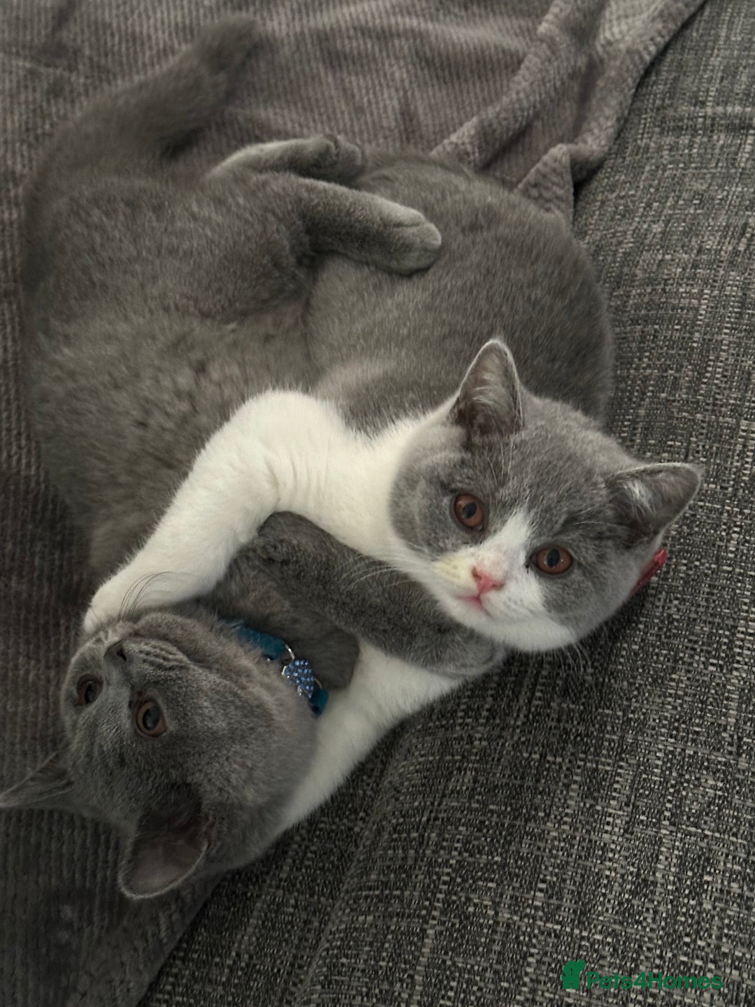British Shorthair cats for stud: Sully the gentle Stud 🐾💙 - Image 2