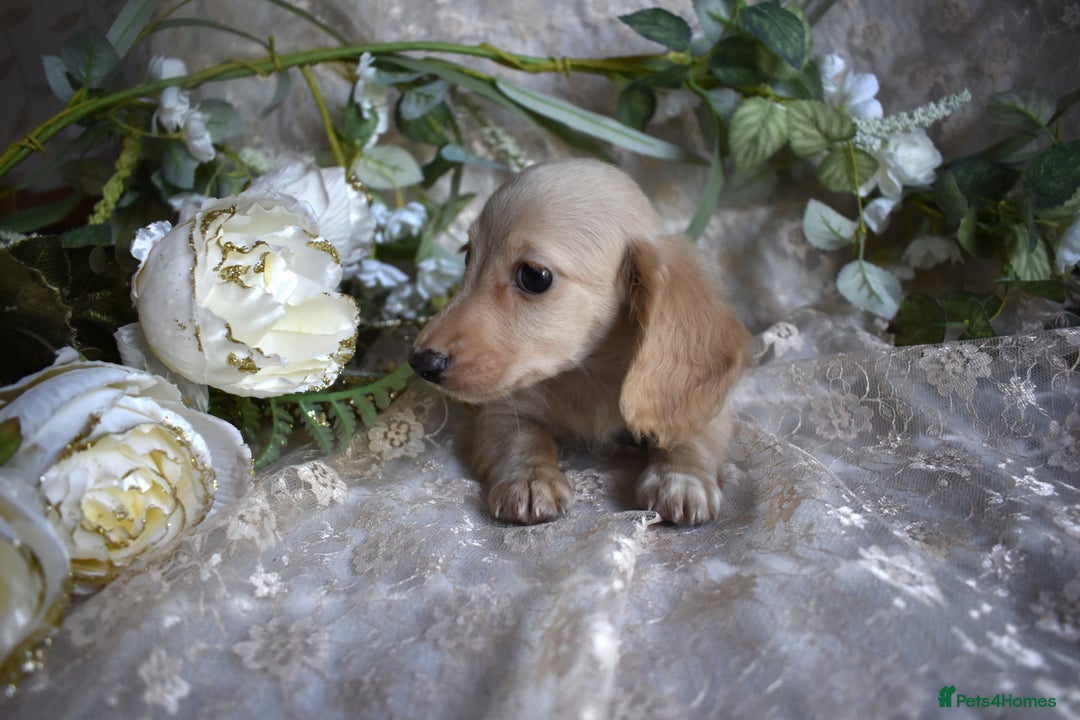 Miniature Dachshund dogs for sale: KC Long Coat Miniature Dachshund puppies - Image 4