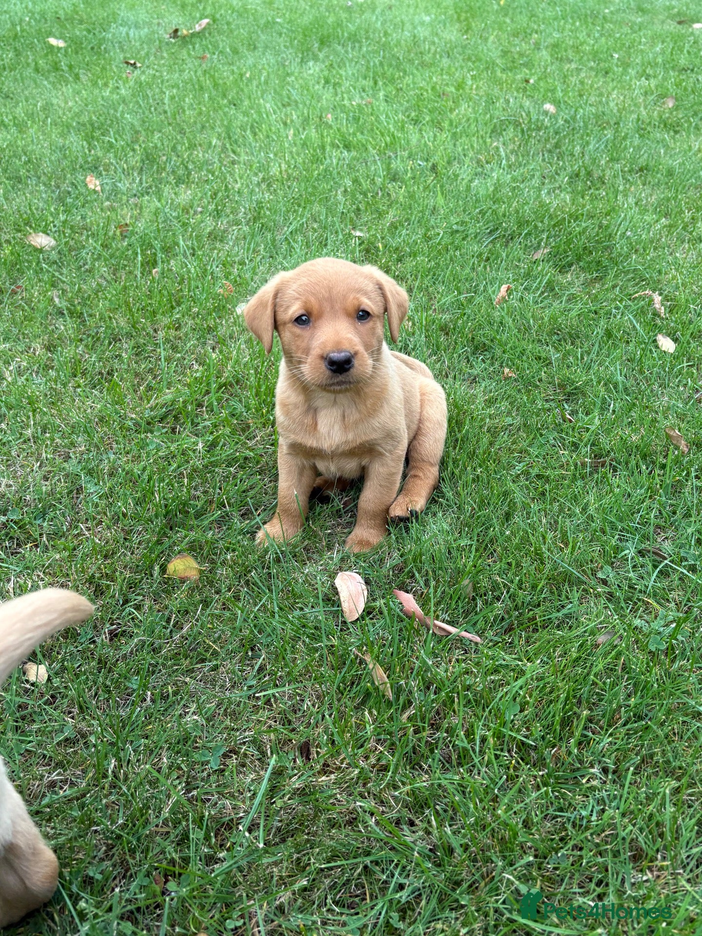 Labrador Retriever dogs Gorgeous KC Labrador Puppies - Advert 2