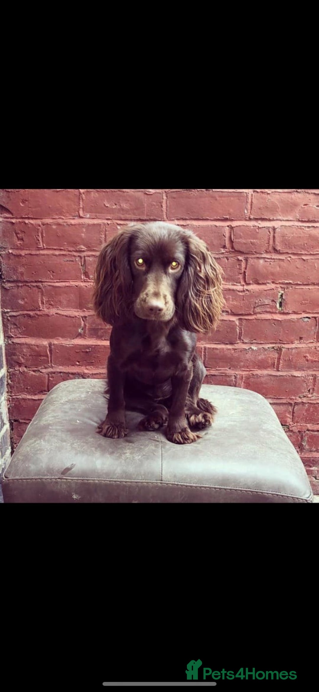Cocker Spaniel dogs for sale: Stunning Chocolate KC cocker puppies - Advert 20