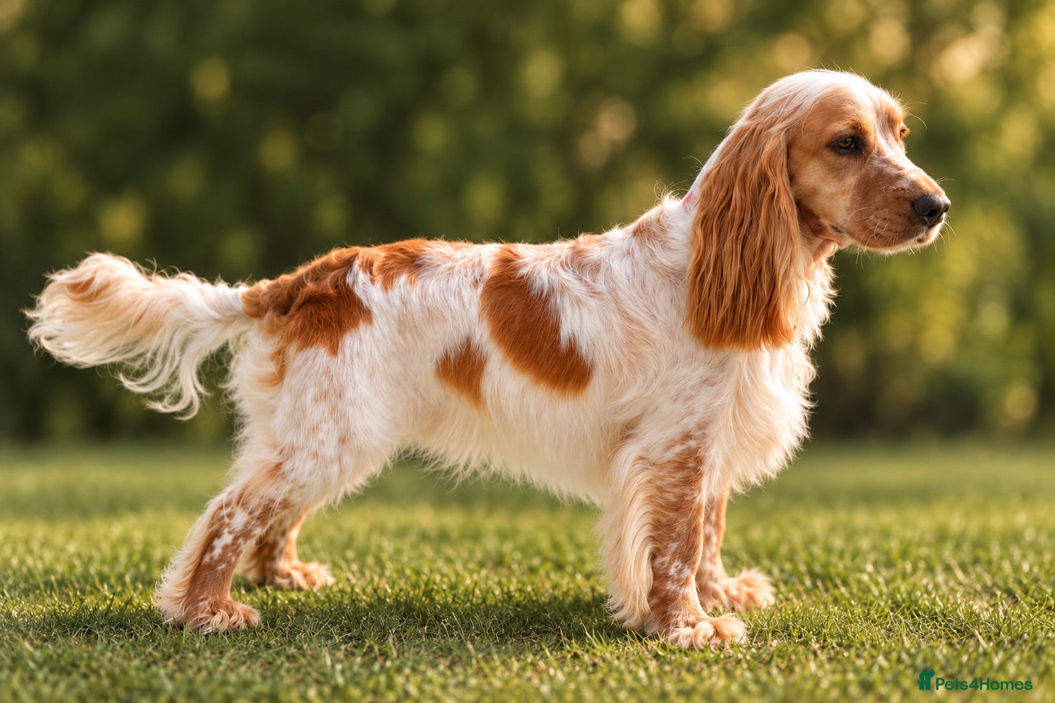 Cocker Spaniel dogs 🐶KENBLOOM PATH TO GLORY FOR STUD🐶 - Advert 1