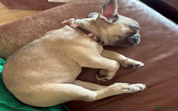 French Bulldog dogs for sale: One adorable female 🩷 French Bulldog Puppy  - Image 23