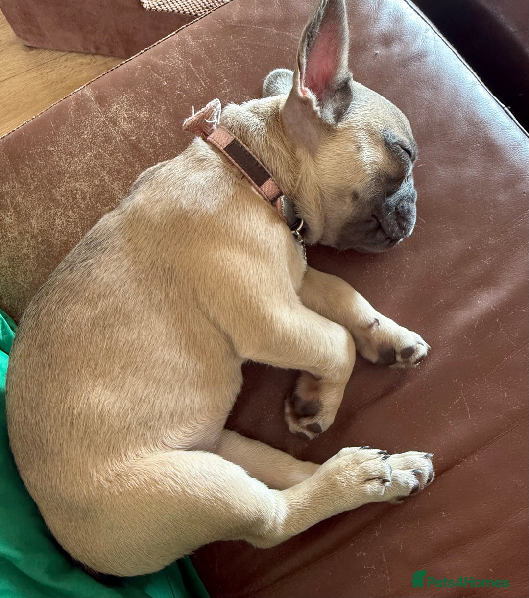French Bulldog dogs for sale: One adorable female 🩷 French Bulldog Puppy  - Image 23