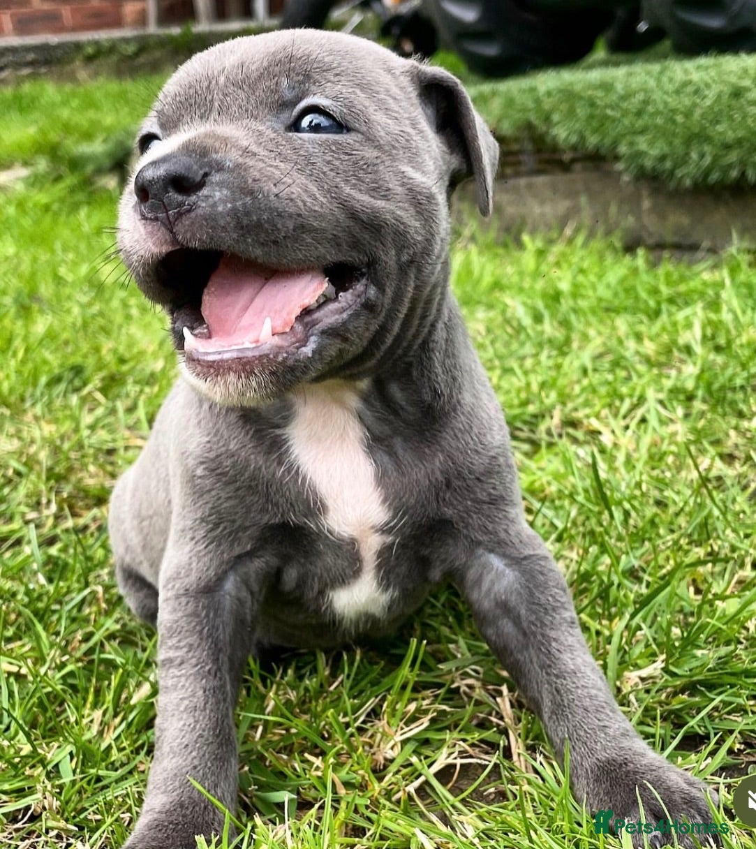 Staffordshire Bull Terrier dogs Black Eye SBT Blue staff female  - Advert 2