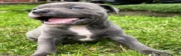Staffordshire Bull Terrier dogs for sale: Black Eye SBT Blue staff female  in Wigan - Advert 2