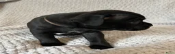 Staffordshire Bull Terrier dogs for sale: Black/blue staffy pups - Advert 24