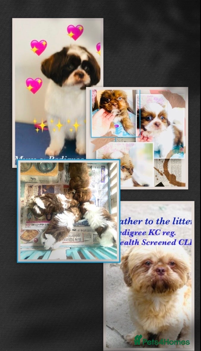 Shih Tzu dogs 🌟 🌟🌟 ETHICAL & RESPONSIBLE BREEDER 🌟🌟🌟 - Advert 5