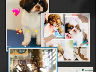 Shih Tzu dogs 🌟 🌟🌟 ETHICAL & RESPONSIBLE BREEDER 🌟🌟🌟 - Advert 5