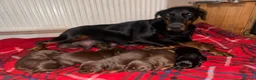 Dobermann dogs for stud: Proven Euro Doberman Stud in London - Advert 6