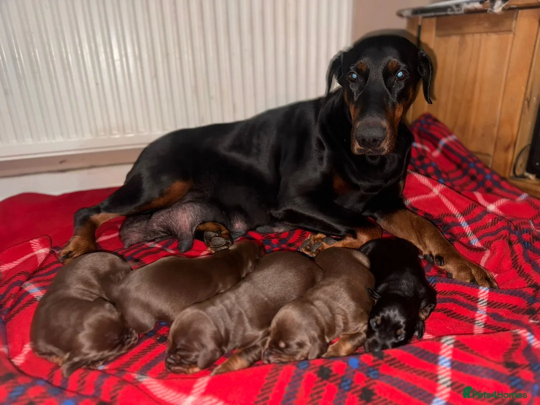 Dobermann dogs for stud: Proven Euro Doberman Stud in London - Advert 6