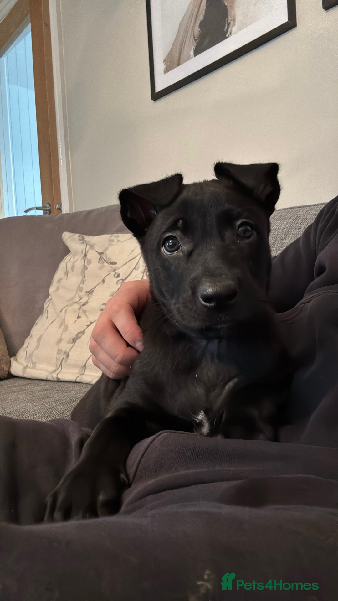 Belgian Shepherd Dog dogs for sale: 15 week old dutch herder male - Advert 6