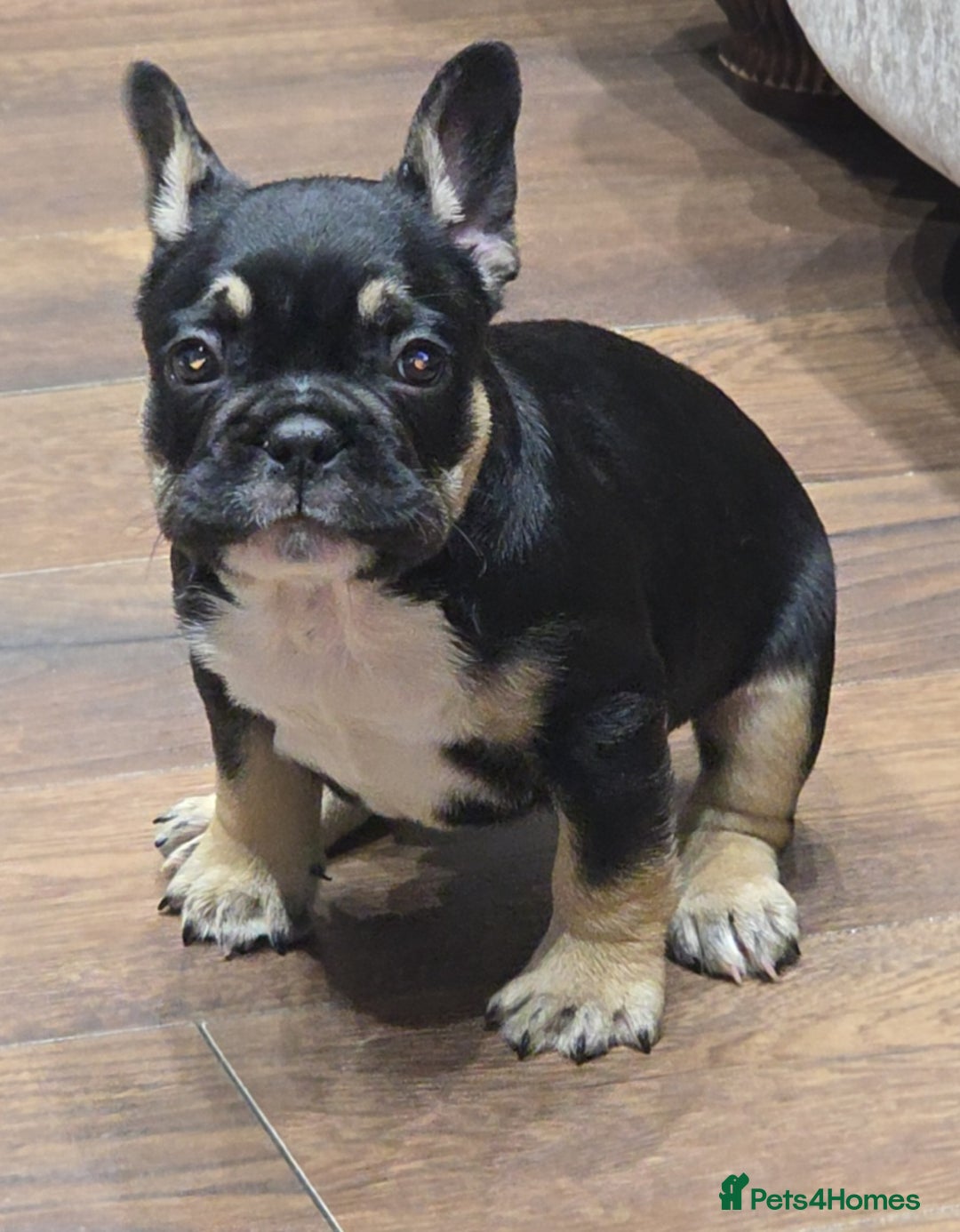 French Bulldog dogs for sale: French bulldog puppys - Image 2