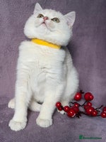British Shorthair cats - Advert 5