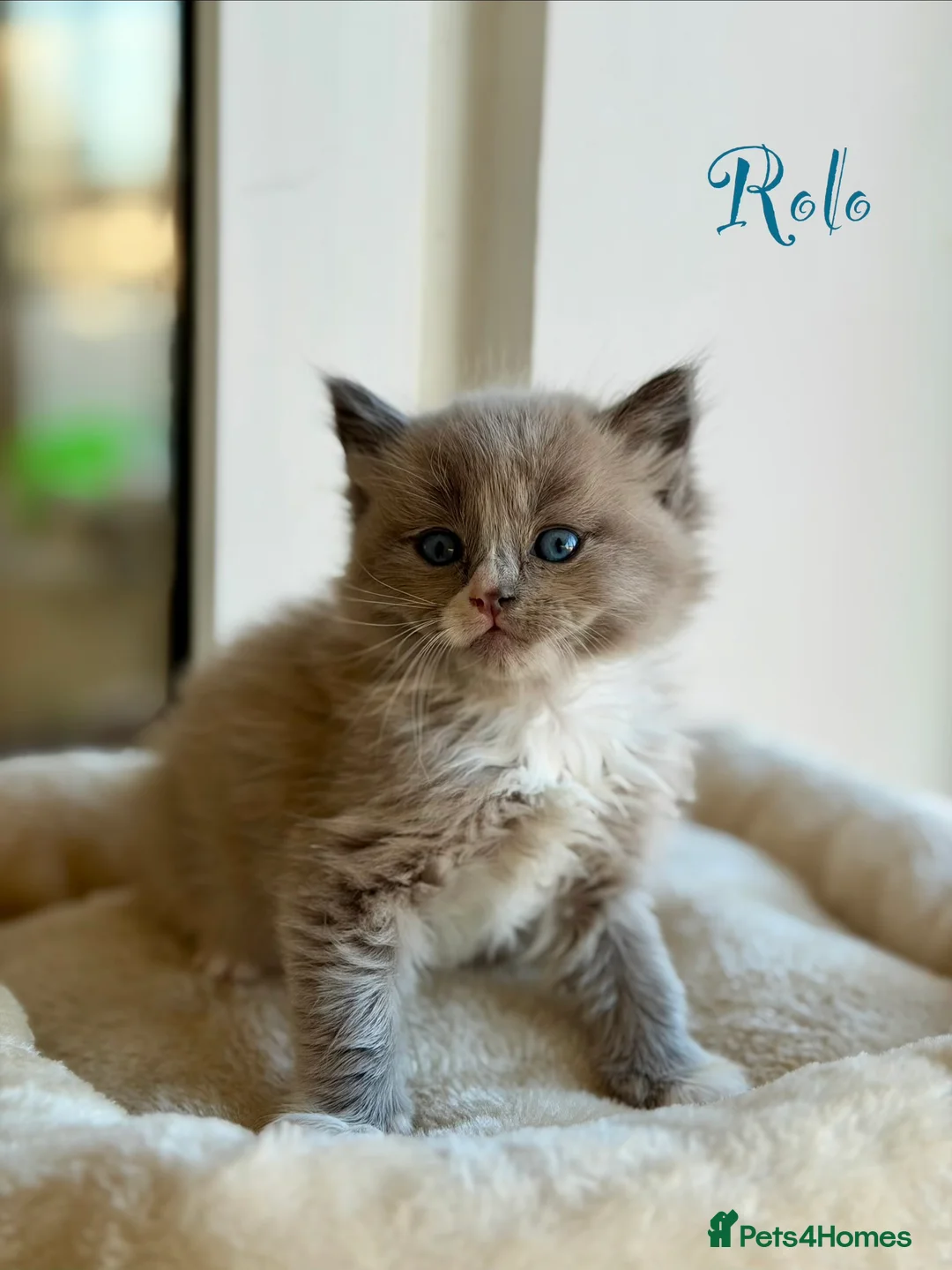 Ragdoll cats for sale: TICA registered cherubim kittens - Advert 4