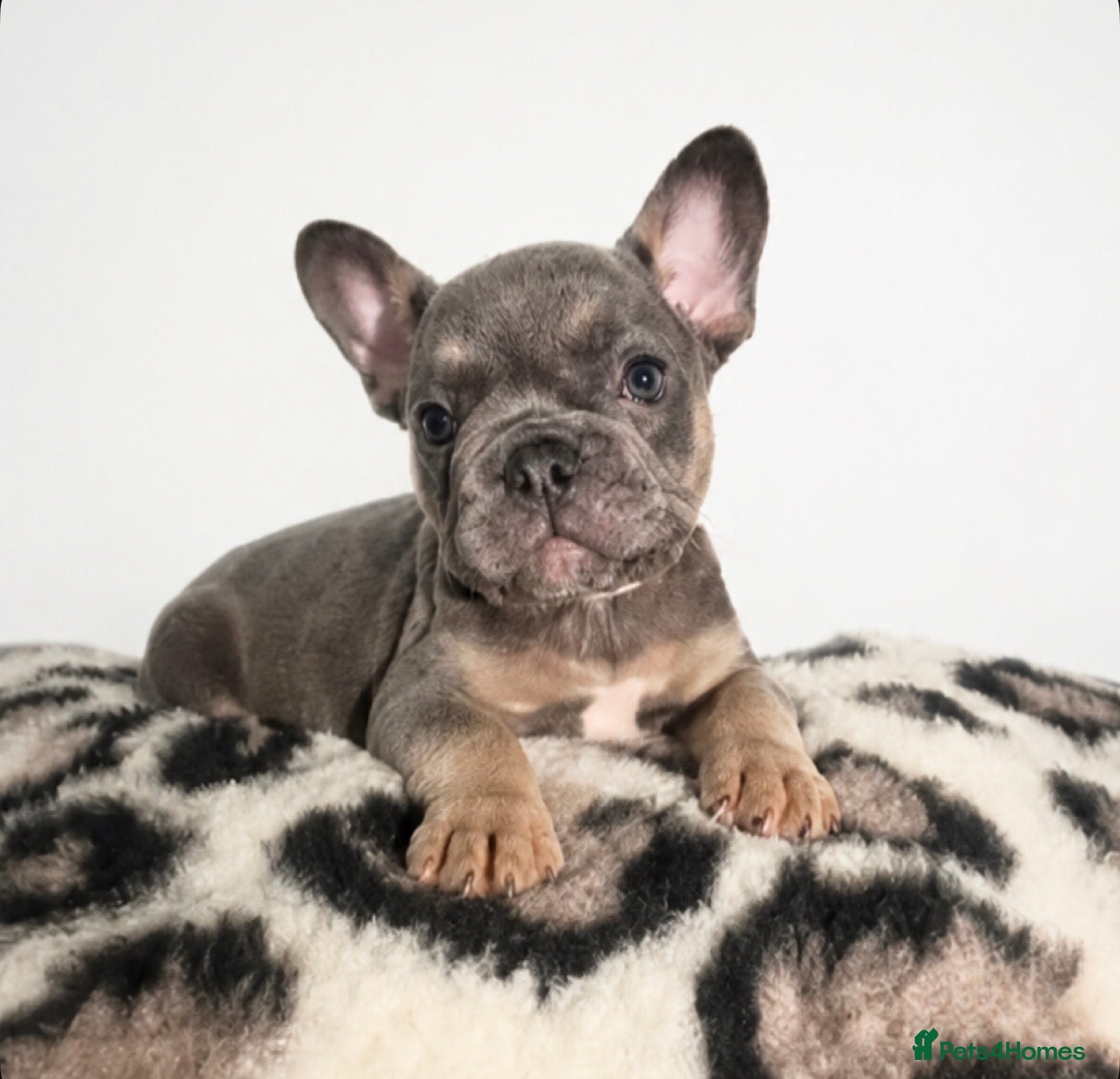 French Bulldog dogs Stunning Quality French Bulldog Puppies  - Advert 3