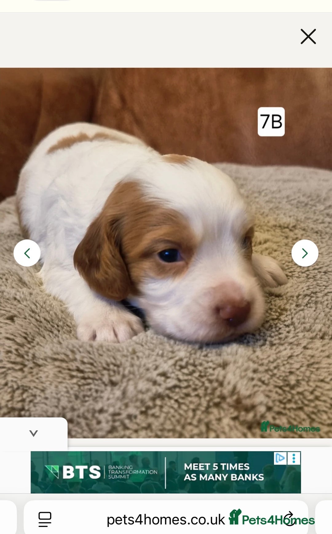 Cocker Spaniel dogs for stud: K C registered - Mr Midnight for Stud in Huddersfield - Advert 28