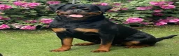 Rottweiler dogs for sale: ⭐️ Outstanding Rottweiler Puppies ⭐️ - Advert 6