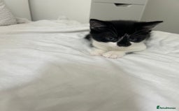 Manx cats for sale: Gorgeous girl kitten - Image 5