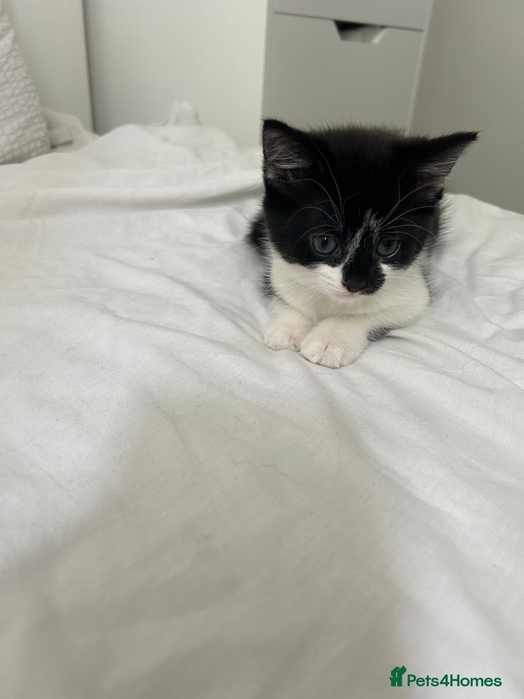 Manx cats for sale: Gorgeous girl kitten - Image 5