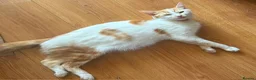 Mixed Breed cats for sale: Kittens  in London - Advert 3