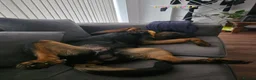 Rottweiler dogs for sale: Loving & Friendly 22-Month-Old Rottweiler Barney in Bexhill-on-Sea - Advert 2