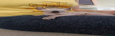 Sphynx Kitten 1