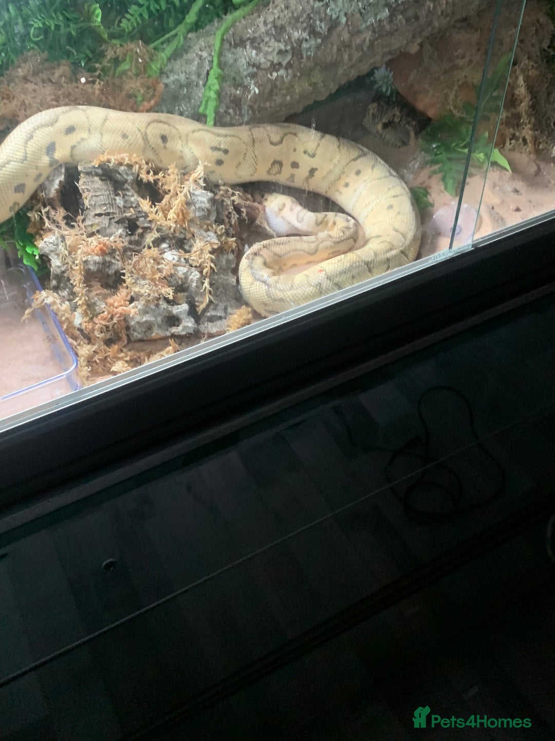 Python Snake reptiles for sale: Ball python  - Image 2