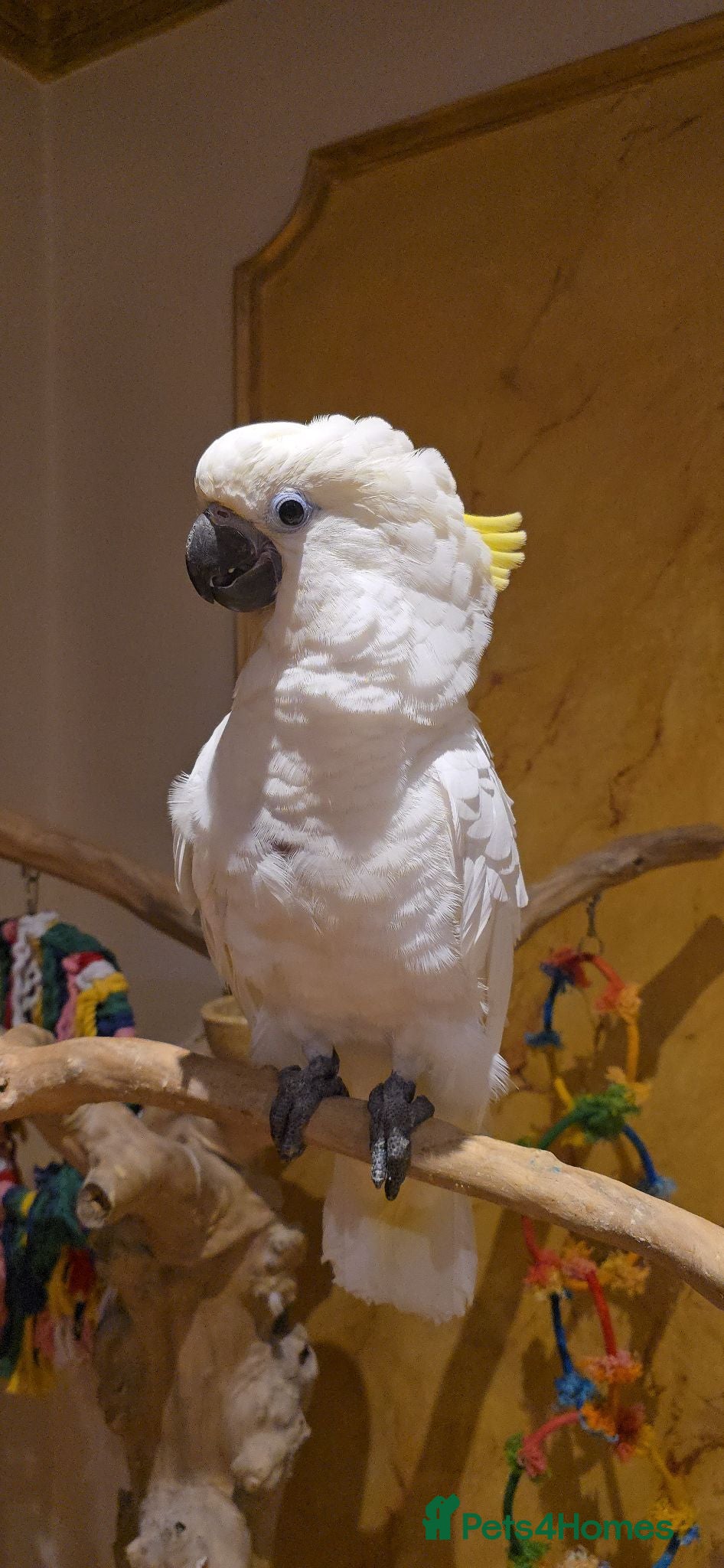 Cockatoo birds 9-Week-Old Triton Cockatoo Chicks Available - Advert 1