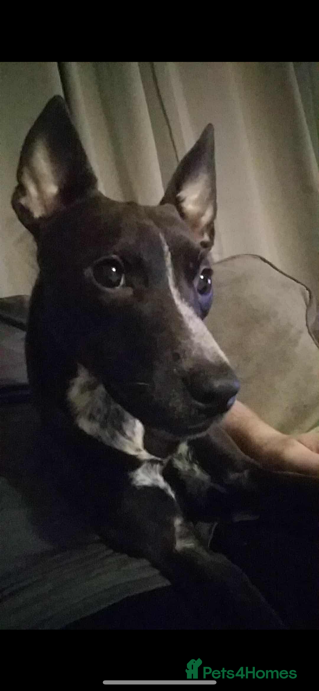 Mixed Breed dogs for sale: 4 pups - Advert 9