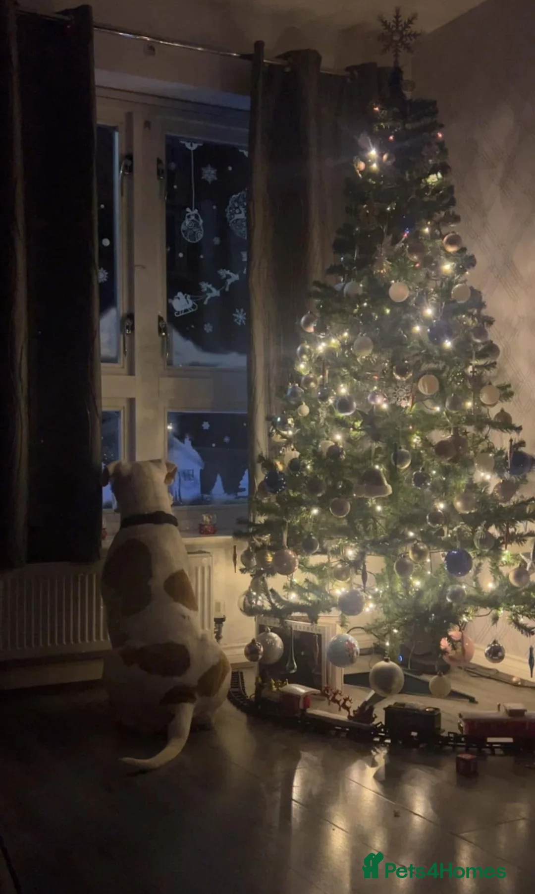 American Bulldog dogs for sale: REHOMING -Lucky  - Advert 8