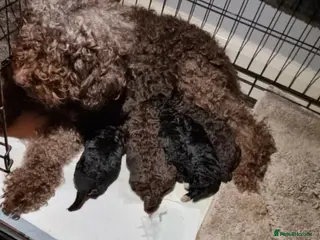 Cockapoo dogs Gorgeous brown cockapoo in Ipswich - Advert 3