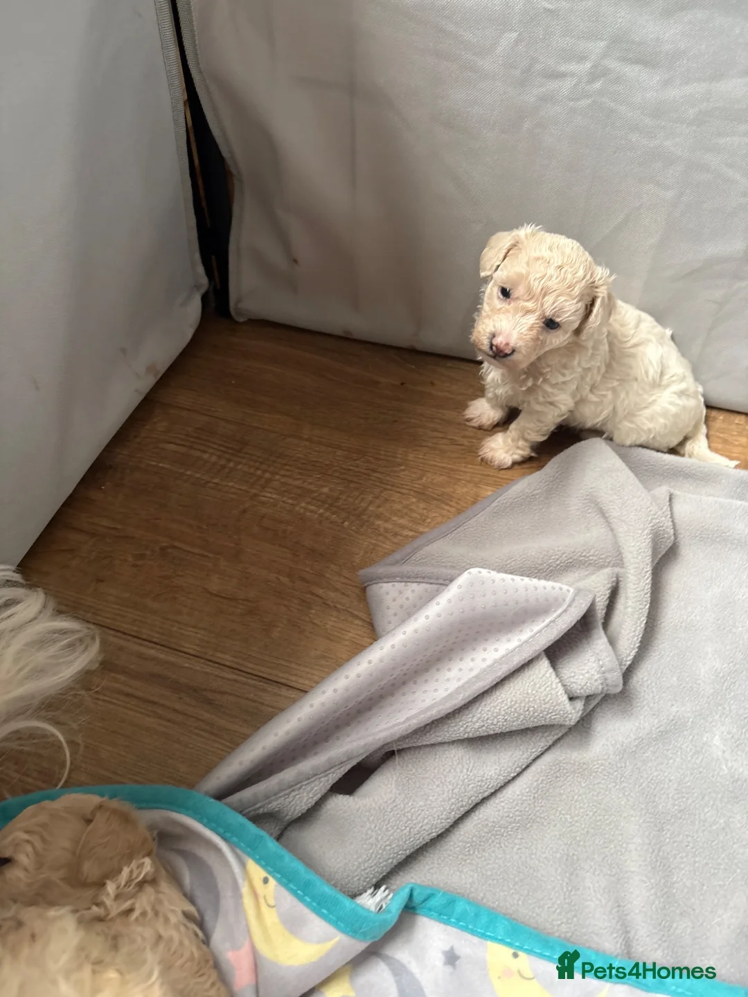 Maltipoo dogs for sale: 2 maltipoo boys left in Alfreton - Advert 2