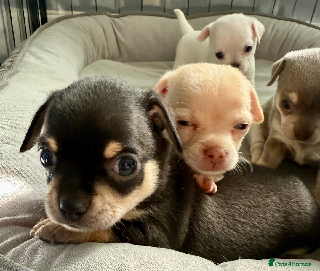 Chihuahua dogs for sale: 5 gorgeous chihuahua pups - viewings start 23/08 - Image 9