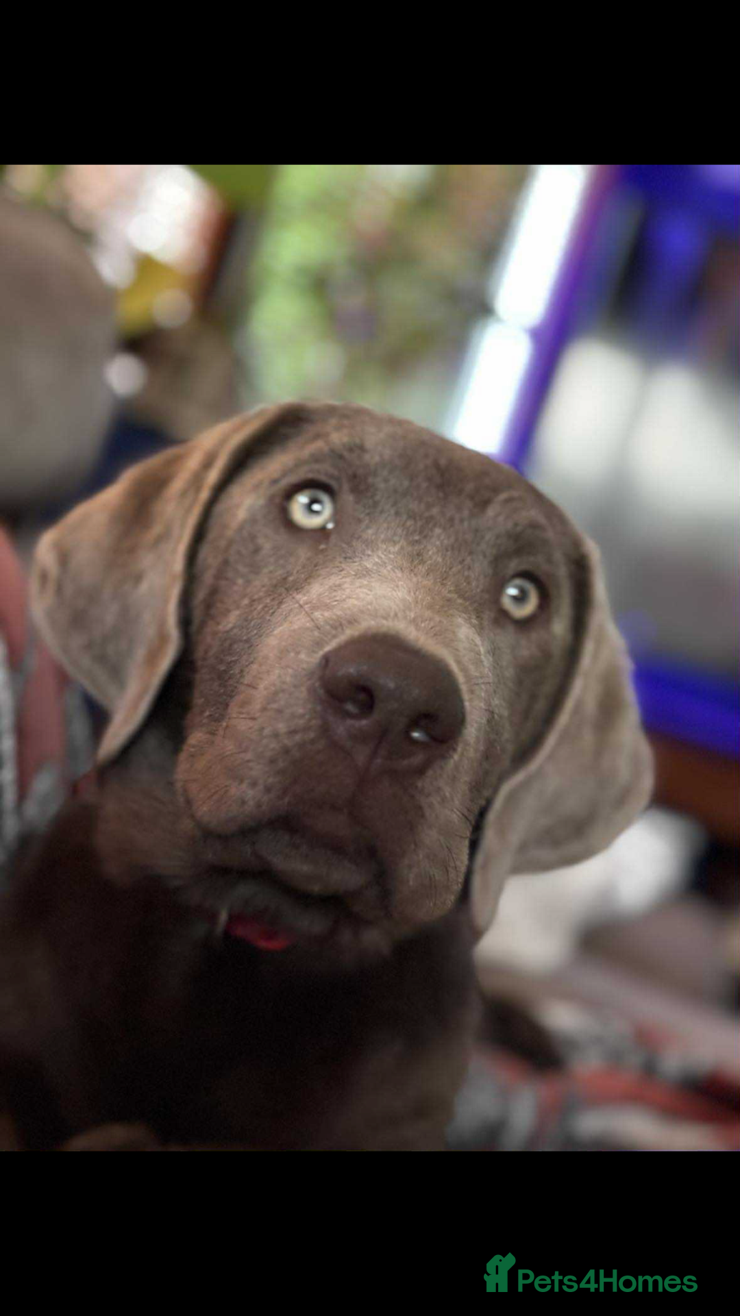 Labrador Retriever dogs for sale: Labrador puppies - Advert 8