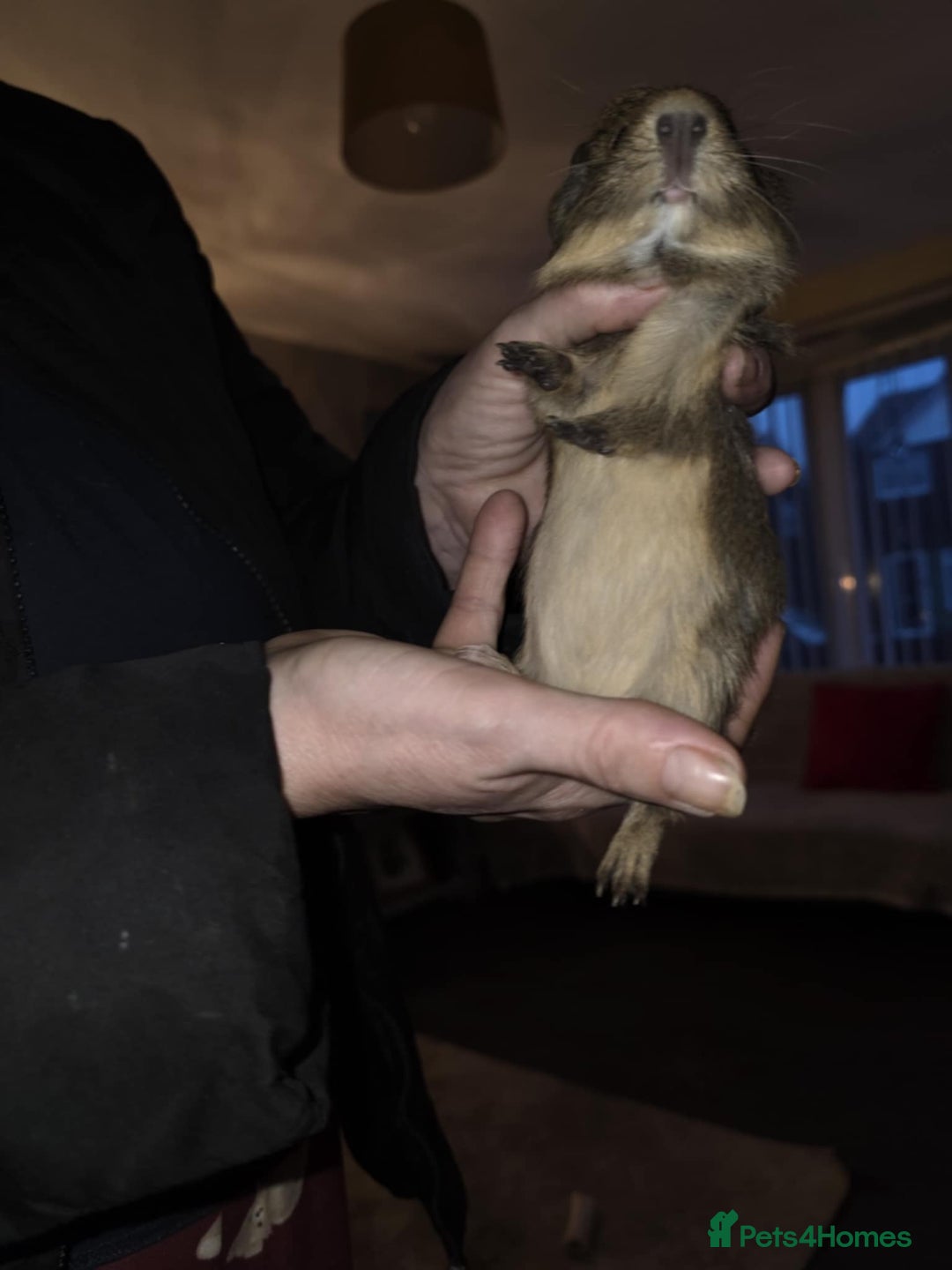 Guinea Pig rodents for sale: 2 boars looking 4 there forever home  - Advert 4