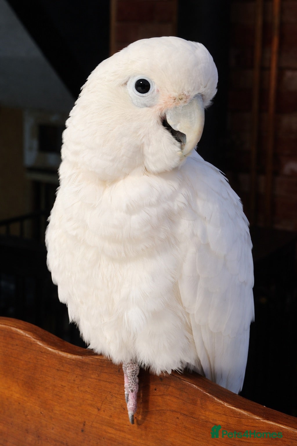 Cockatoo birds for sale: Goffin Cockatoo - Advert 16