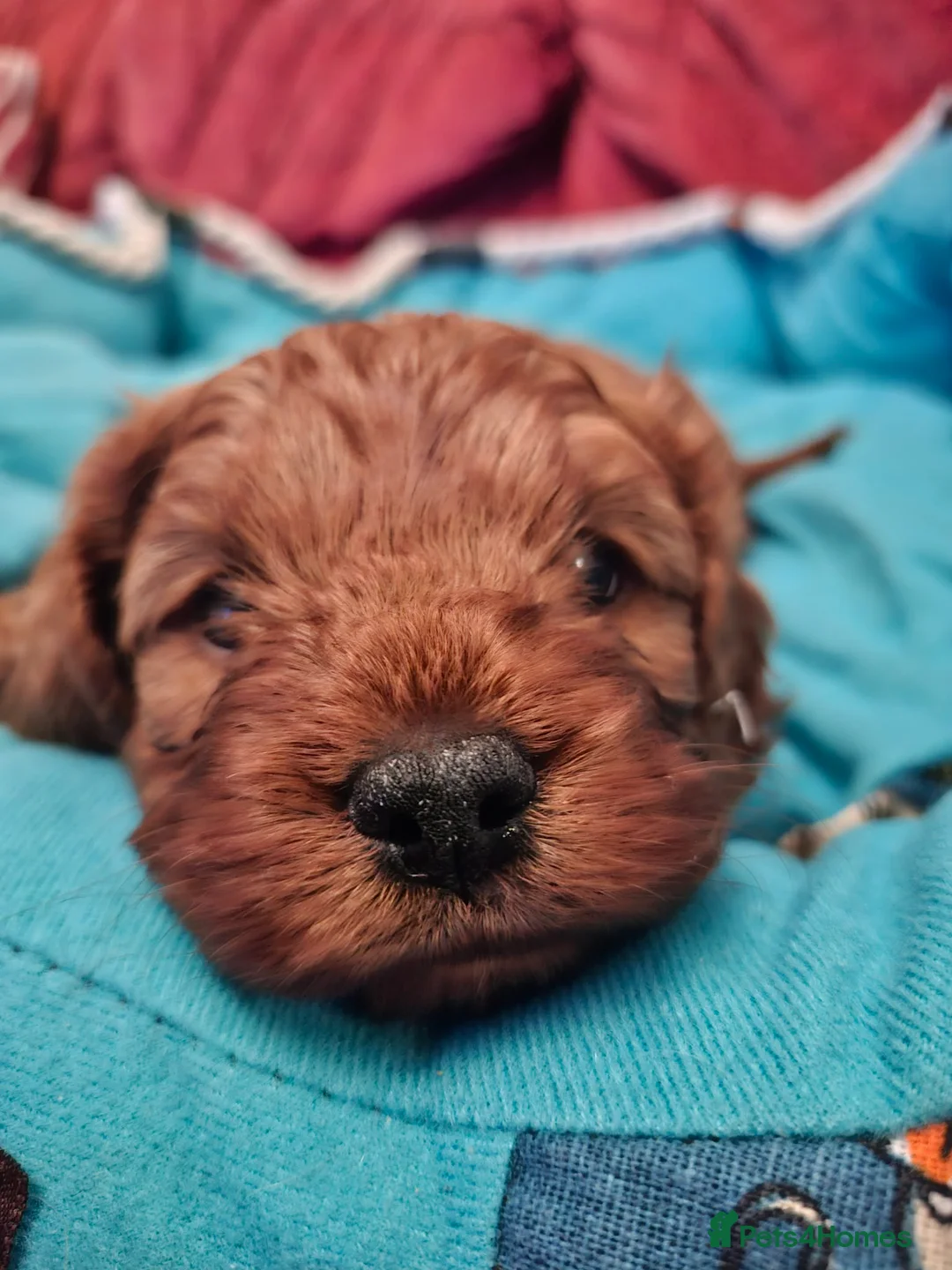 Cavapoo dogs for sale:  Cavapoo  - Advert 10