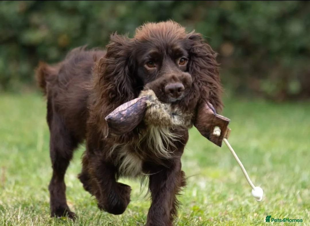 Cocker Spaniel dogs for stud: Fully Health Tested Working Cocker  in Maidstone - Advert 5