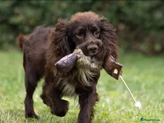 Cocker Spaniel dogs Fully Health Tested Working Cocker - Advert 8