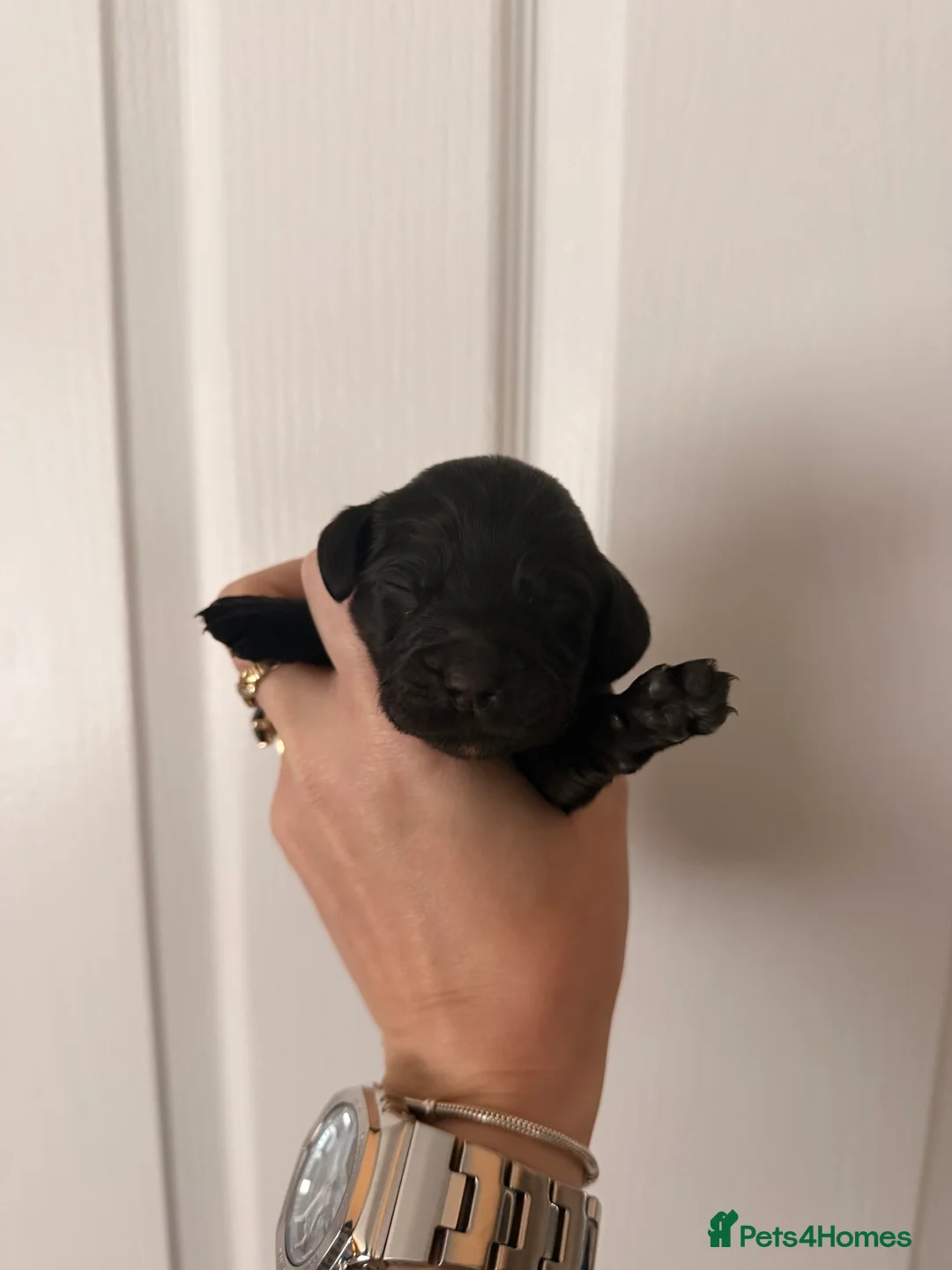 Sprocker dogs for sale: Beautiful sprocker puppies for sale. - Advert 2