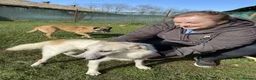 Mixed Breed dogs for adoption: Bizzy for adoption in Leighton Buzzard - Advert 2