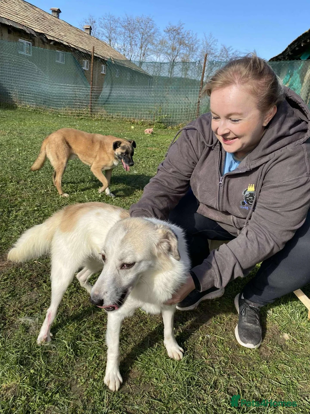 Mixed Breed dogs for adoption: Bizzy for adoption in Leighton Buzzard - Advert 2