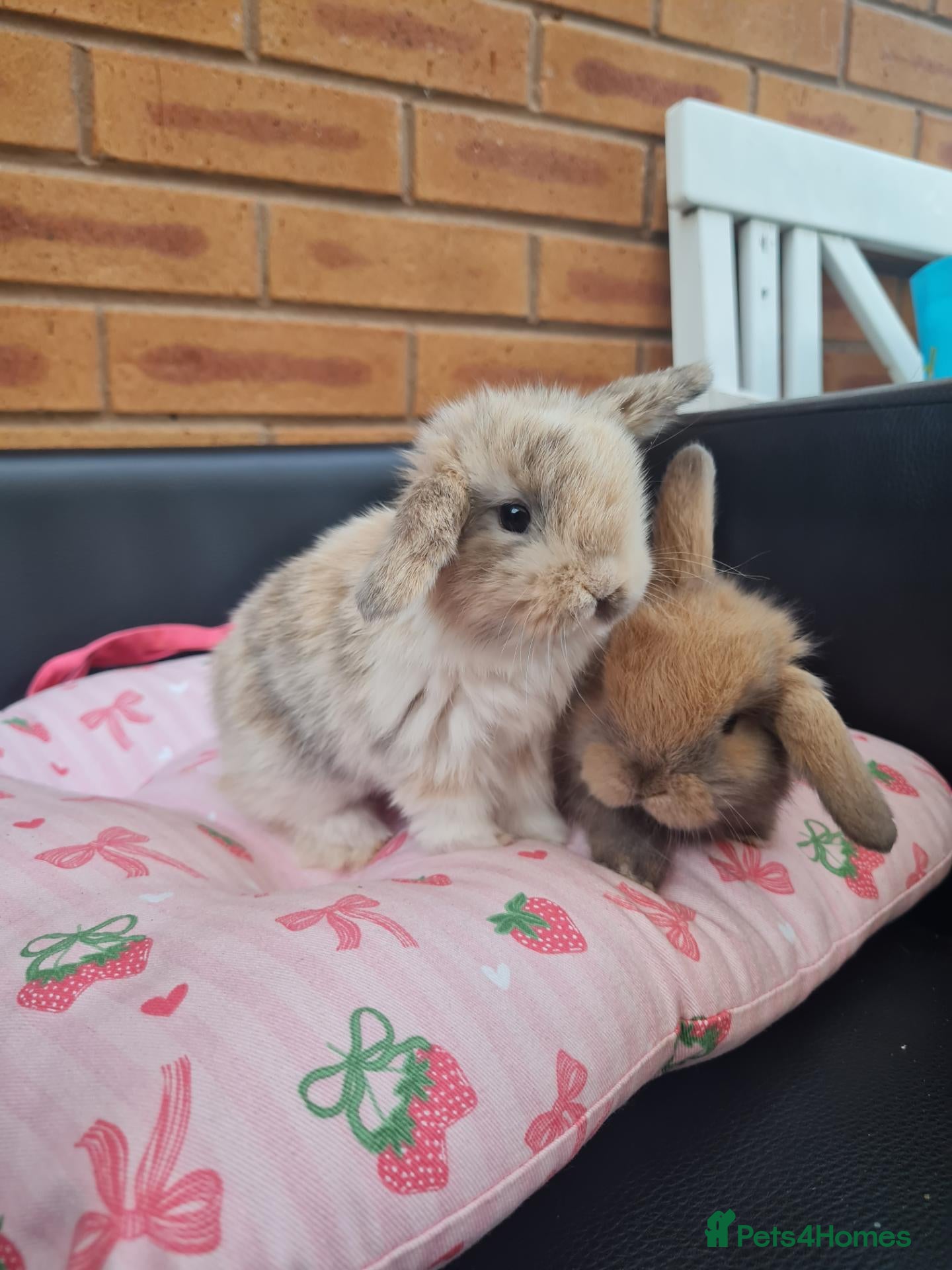 Mini Lop rabbits for sale: Paisley's Bunny Barn  - Advert 16