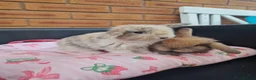 Mini Lop rabbits for sale: Paisley's Bunny Barn  - Advert 13