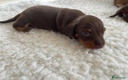 Miniature Dachshund dogs for sale: Miniature dachshund - Image 11